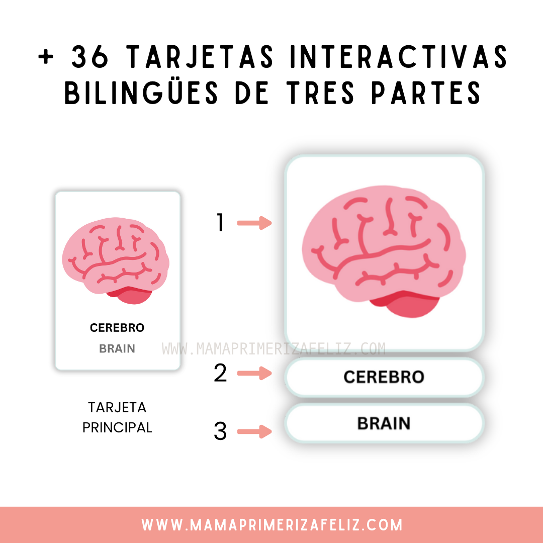 Flashcards partes del cuerpo en español e inglés